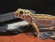 images/2003/12/01/thumb_giant_frog_eyed_g.jpg