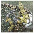 images/2003/12/01/thumb_hiyellow1e.macularius.jpg