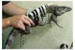 images/2003/12/02/thumb_c._similis01.jpg
