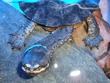 images/2005/08/28/thumb_reptiles_004.jpg