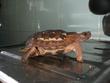 images/2005/08/28/thumb_reptiles_018.jpg