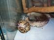 images/2005/09/15/thumb_ball_python_003.jpg