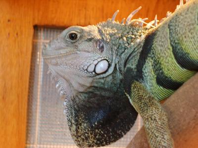 images/2005/10/04/11_9_05_iguana_03.jpg