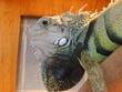 images/2005/10/04/thumb_11_9_05_iguana_03.jpg