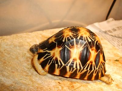 images/2005/12/12/radiated_tortoise_130.jpg