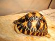 images/2005/12/12/thumb_radiated_tortoise_130.jpg