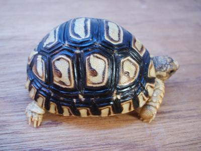 images/2006/02/09/leopard_tortoise_4_025.jpg