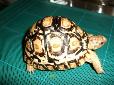 images/2006/02/13/leopard_tortoise_3_049.jpg