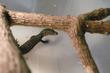 images/2009/04/27/thumb_mangrove_m_7.jpg