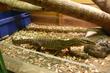 images/2009/11/15/thumb_goulds_m_1.jpg