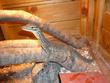 images/2009/11/15/thumb_goulds_m_3.jpg