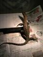 images/2011/04/19/thumb_1506.jpg